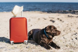«Центр собак»: у нас вы можете оставить собаку на время отпуска без проблем